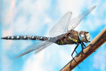 Dragonfly sitting on a stalk of grass.
