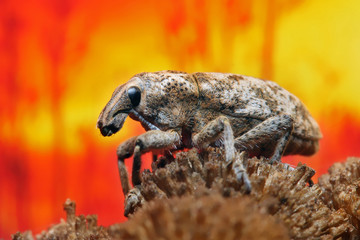 Beetle weevil is sitting on the inflorescence of grass on sunset sky background.