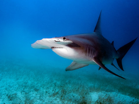 Hammerhead