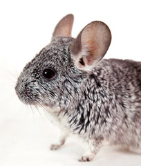 chinchilla