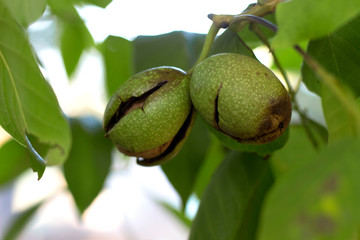 Walnut fruit