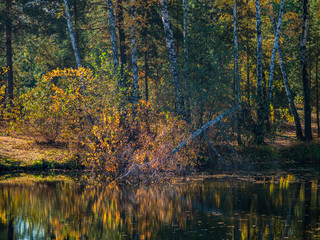 Fallen into the lake birch
