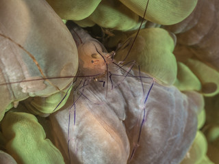 Shrimp in Anemone im Meer bei Cabilao, Visayas, Philippinen