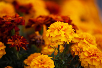 Marigold selective focus. Wallpaper