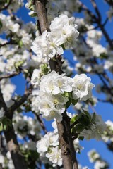 blooming cherry tree in spring