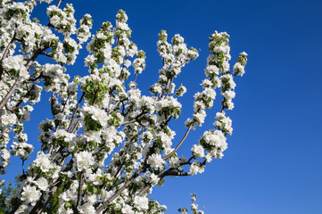 Blooming cherry. Spring season
