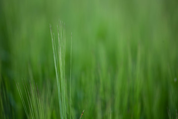 Green spikelets. Blur background