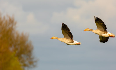 Two geese in flight on the way to the night quarter