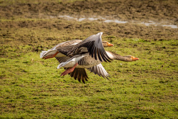 It seems as if the geese get tangled in flight