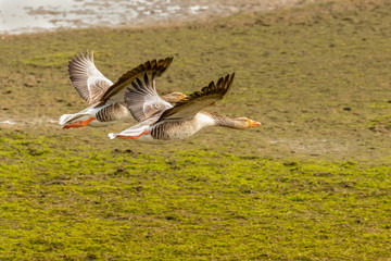 Geese couple in synchronized flight over the march, photographed on the dike at eye level