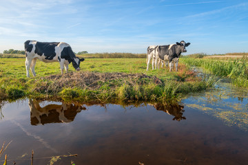 Curious young cows in a polder landscape along a ditch, near Rotterdam, the Netherlands - obrazy, fototapety, plakaty