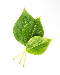 green leaves isolated on white background