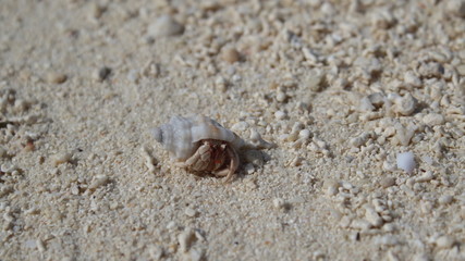Hermit crab Maldives
