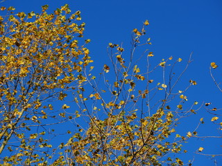 Yellow alder leaves in autumn against a clear blue sky