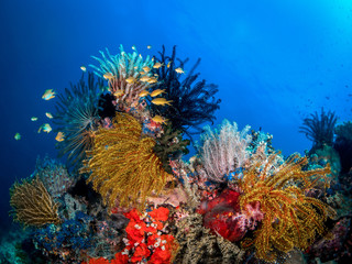 Bunte Federsterne am Korallenriff im Meer bei Cabilao, Visayas, Philippinen