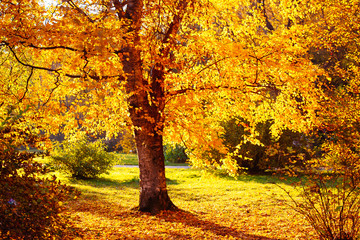 Fototapeta na wymiar Autumn leaves background in sunny day