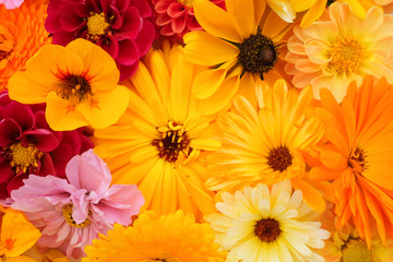 Flower arrangement of calendulas, rudbeckia, nasturtium, dahlias and cosmos