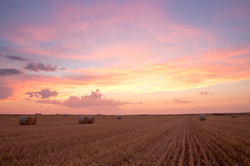 campo de trigo con cielo