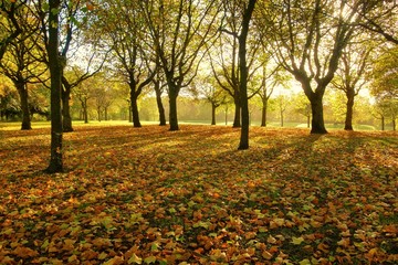 A colourful Autumn landscape.