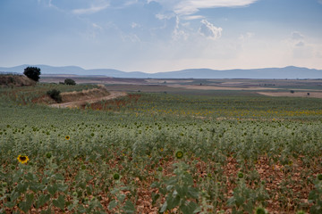 campo de giralsoles con cielo