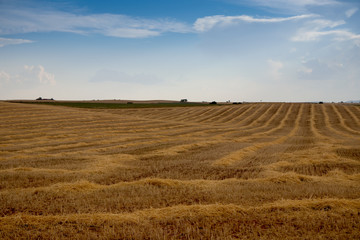 campo de trigo con cielo