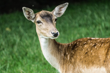Deer in Meadow