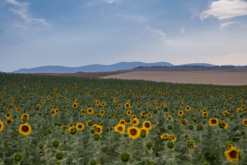 campo de giralsoles con cielo