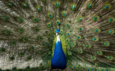 Fototapeta premium Beautiful Peacock Displaying Tail