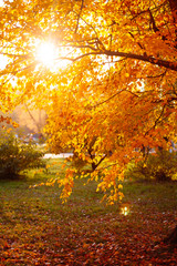 Autumn leaves background in sunny day