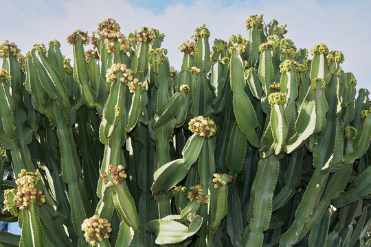 Die kanarische Insel Lanzarote