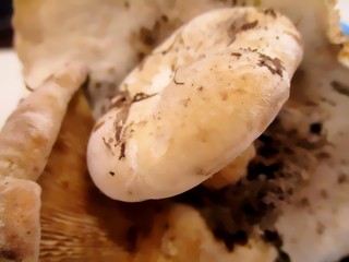 Gros plan de champignons terreux  fraîchement récoltés. 