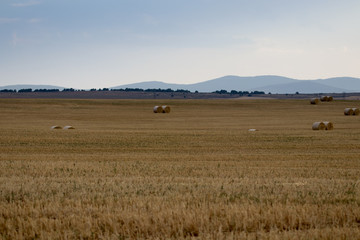 Obraz premium campo de trigo con cielo
