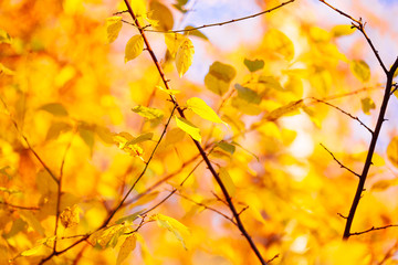Autumn leaves background in sunny day