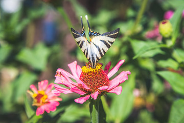 Schmetterling auf rosa Blume im eigenen Garten