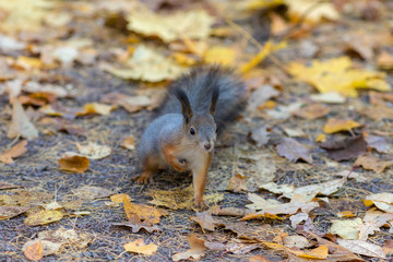 portrait of a curious squirrel