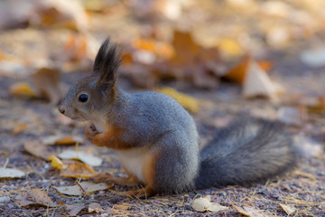 Naklejka na ściany i meble portrait of a squirrel in autumn
