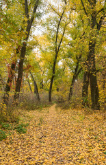 Obraz premium Beautiful autumnal state of nature with yellow trees, fallen leaves and a path in the forest