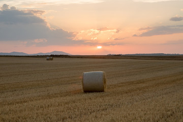 campo de trigo con cielo