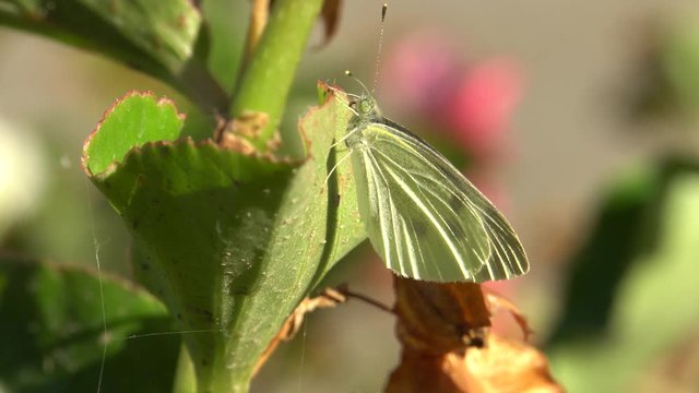 Macro of a white butterfly Pieris napi (Artogeia napi) with wings and long antennae resting on a green leaf of Begonia grandis with pink flowers in the foothills of the North Caucasus