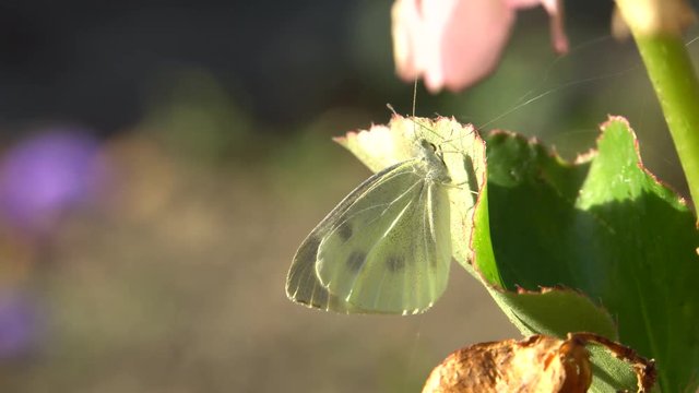 Macro of autumn white butterfly Artogeia napi (Pieris napi) with wings and long antennae sitting on a green leaf of Begonia grandis in the foothills of the North Caucasus