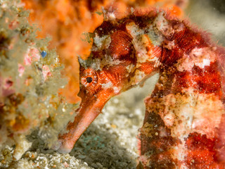 Seepferdchen im Meer vor Malapascua, Visayas, Philippinen