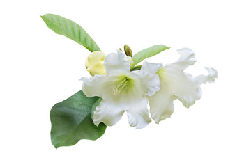 White Flowers of Herald's Trumpet, Easter Lily Vine Isolated on White Background