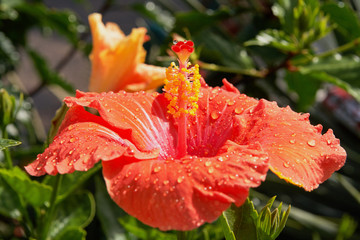 Die kanarische Insel Lanzarote