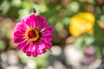 Bunte rosa Blumen in der Abendsonne, Kroatien