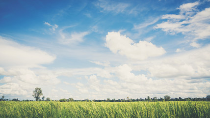 landscape of sky with rice fields, soft pastel vintage style