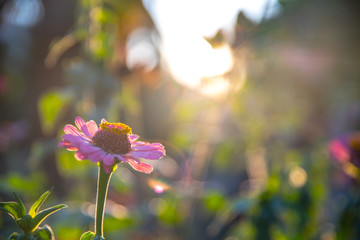 Bunte rosa Blumen in der Abendsonne, Kroatien