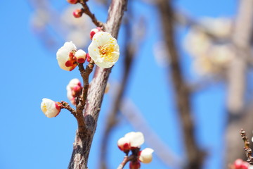 梅の花