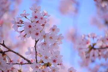 桜