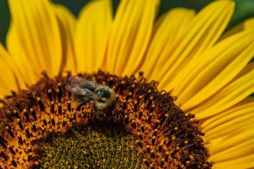 Sunflower with bee, close-up