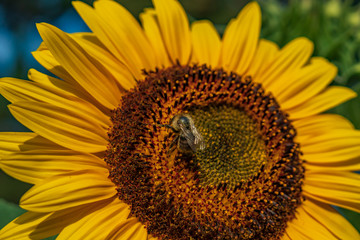 Sunflower with bee, close-up